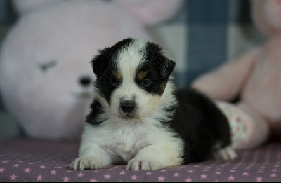 Les chiots de Berger Australien
