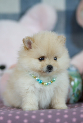 Les chiots de Spitz allemand