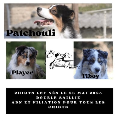 Les chiots de Berger Australien
