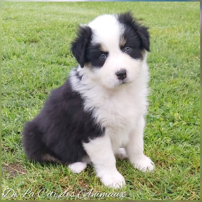 Les chiots de Berger Australien