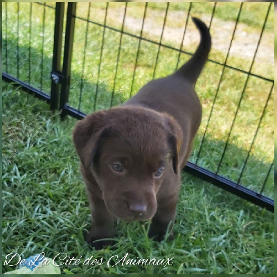 Les chiots de Labrador Retriever