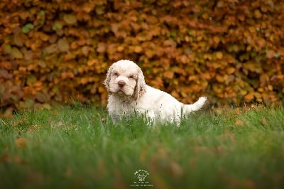 Clumber Spaniel