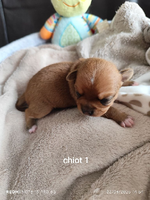 Les chiots de Chihuahua