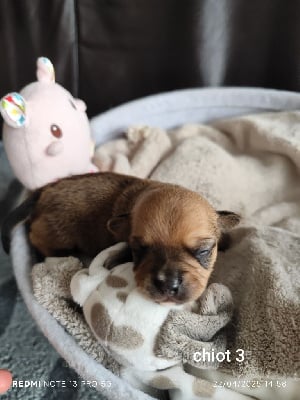 Les chiots de Chihuahua
