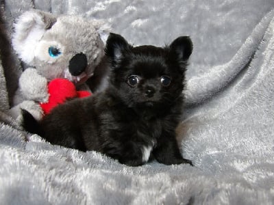 Les chiots de Chihuahua