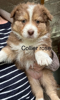 COLLIER ROSE - Berger Australien