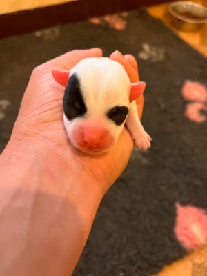 Les chiots de Jack Russell Terrier