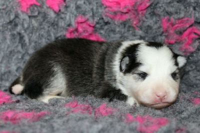 Les chiots de Chien finnois de Laponie