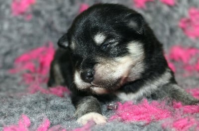 Les chiots de Chien finnois de Laponie