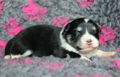 Les chiots de Chien finnois de Laponie