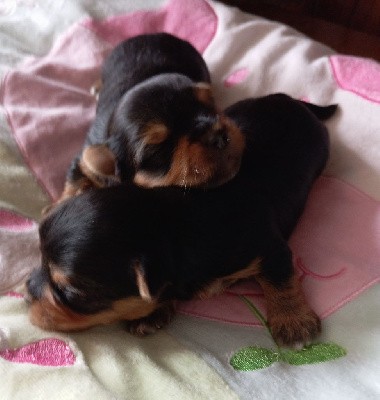 Yorkshire Terrier