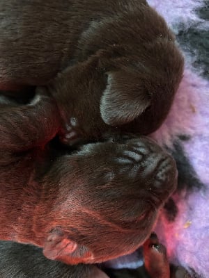 Les chiots de Labrador Retriever