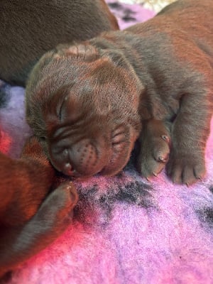 Les chiots de Labrador Retriever