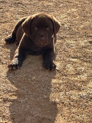 Les chiots de Labrador Retriever