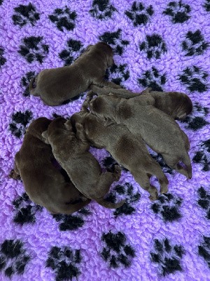 Labrador Retriever