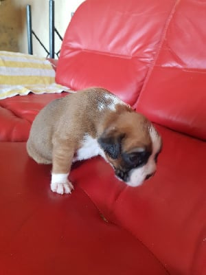 Les chiots de Boxer