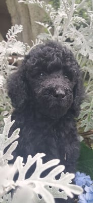 Les chiots de Caniche