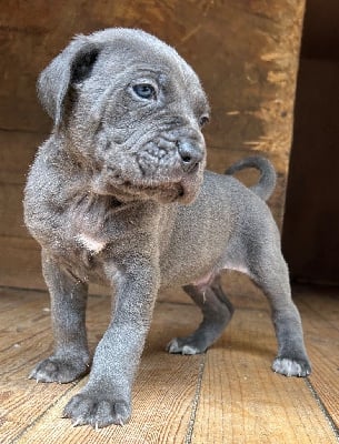 Les chiots de Cane Corso