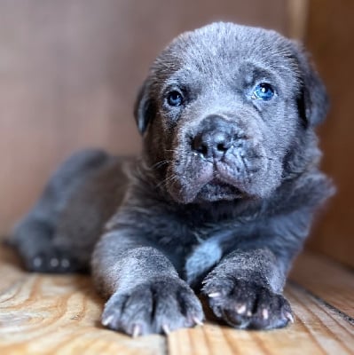 Les chiots de Cane Corso