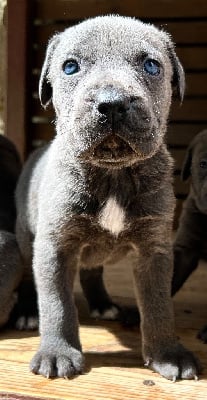 Les chiots de Cane Corso