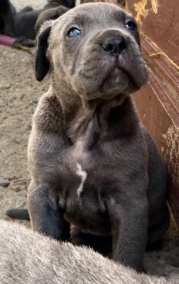 Les chiots de Cane Corso