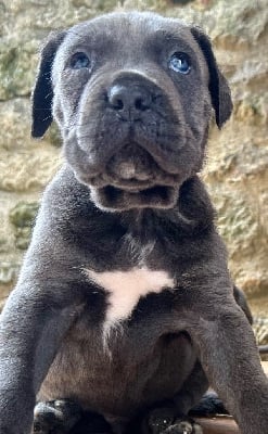 Les chiots de Cane Corso