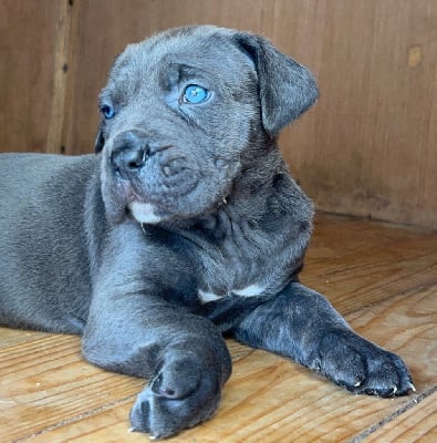 Les chiots de Cane Corso