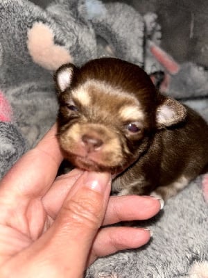 Les chiots de Chihuahua