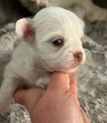 Les chiots de Chihuahua