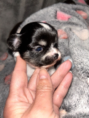 Les chiots de Chihuahua