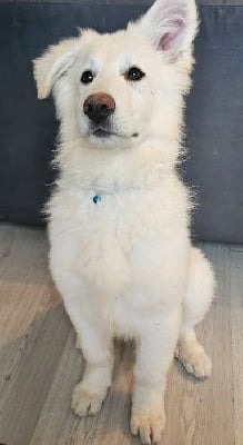 Les chiots de Berger Blanc Suisse