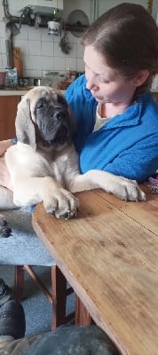 Les chiots de Mastiff
