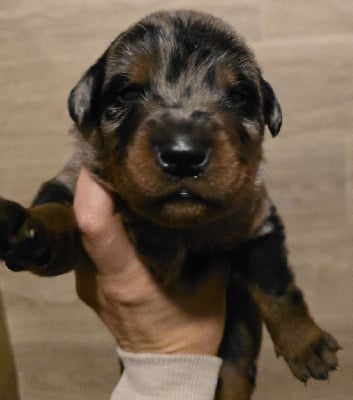 Les chiots de Berger de Beauce