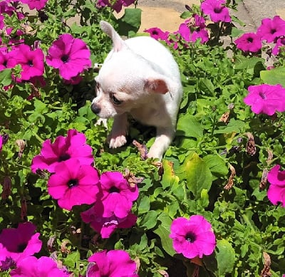 Les chiots de Chihuahua