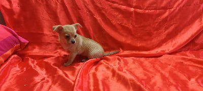 CHIOT LOF (certificat vétérinaire tout ok) - Chihuahua