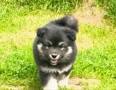 Les chiots de Chien finnois de Laponie