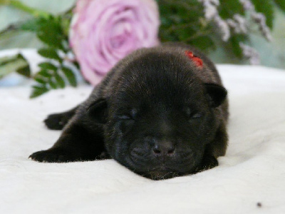 Les chiots de Berger hollandais