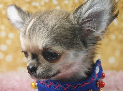 VENI VIDI VICI - Chihuahua