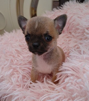 Les chiots de Chihuahua