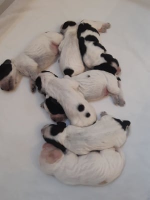 Les chiots de Cocker Spaniel Anglais
