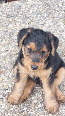 Les chiots de Welsh Terrier
