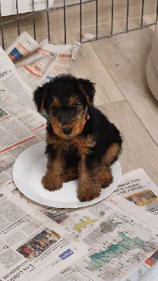 Les chiots de Welsh Terrier