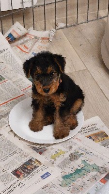 Welsh Terrier