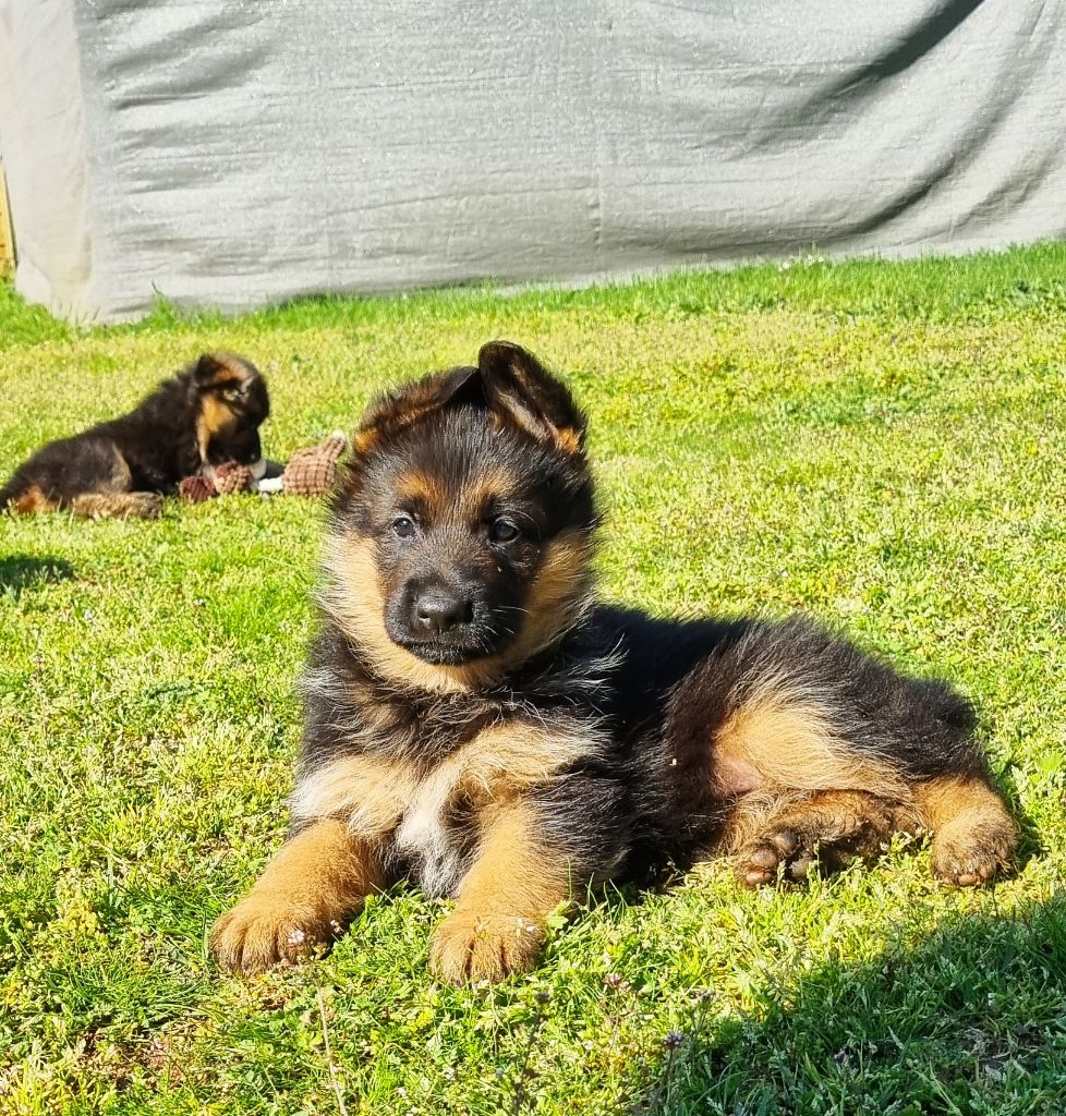 CHIOT 5 - Berger Allemand
