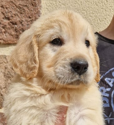 Les chiots de Golden Retriever