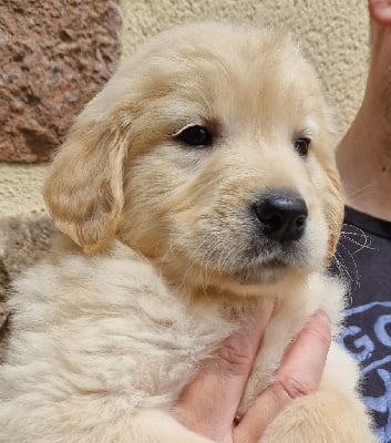 Les chiots de Golden Retriever