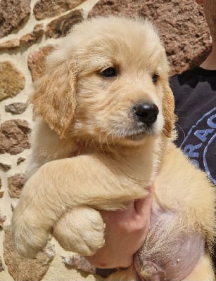 Les chiots de Golden Retriever