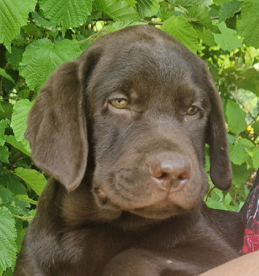 Les chiots de Labrador Retriever