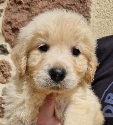 Les chiots de Golden Retriever