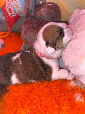 Les chiots de Bulldog Anglais